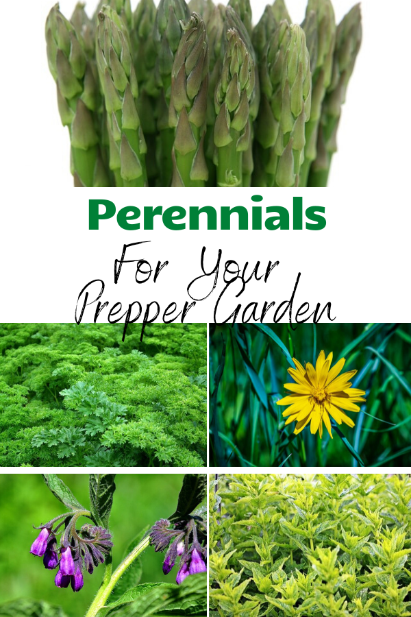  For Your Prepper Garden article cover image