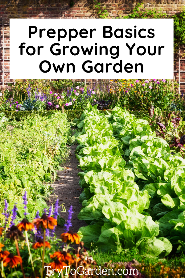 Prepper Basics for Growing Your Own Garden green veggies in rows