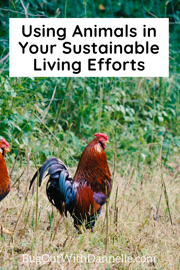 Using Animals in Your Sustainable Living Efforts