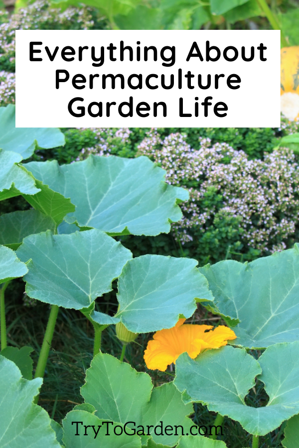 Everything About Permaculture Garden Life