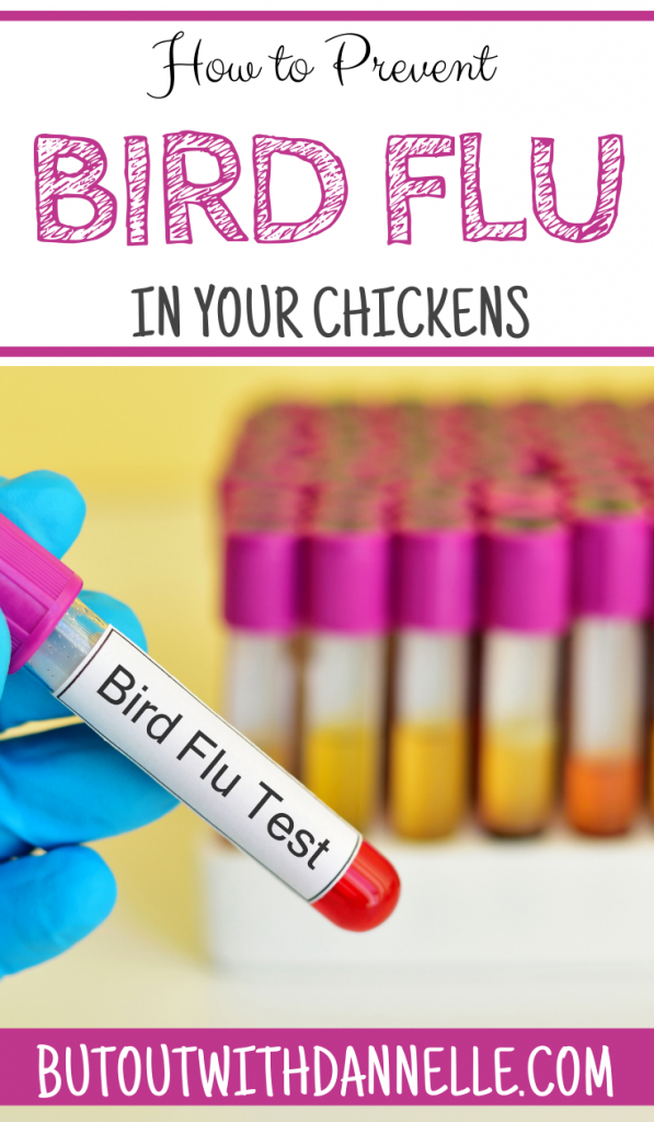 How to Prevent Bird Flu in Chickens