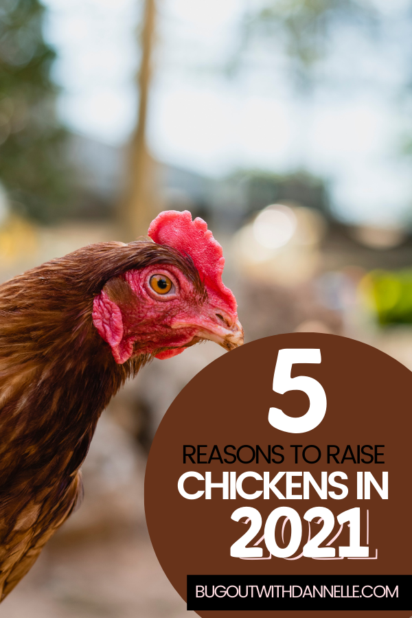 Top 5 Reasons Raise Chickens 2021