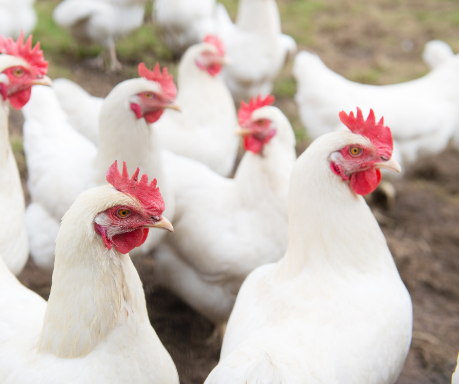 Summer Precautions to Take with Chickens
