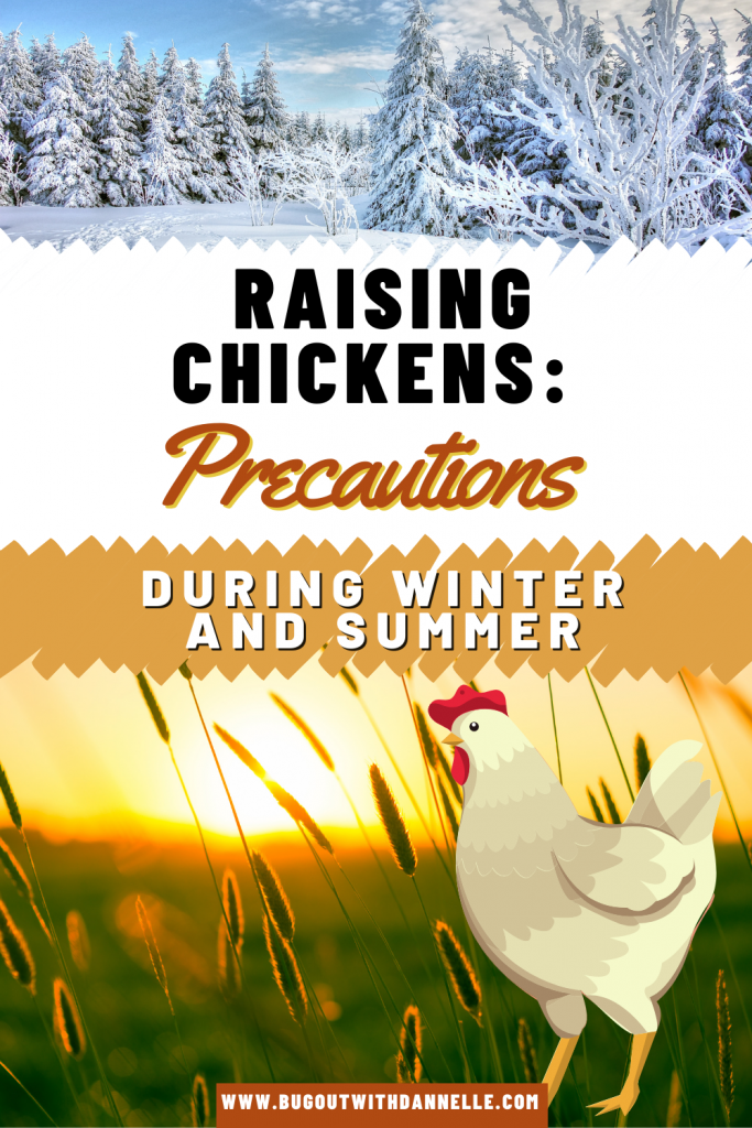 Raising Chickens: Precautions During Winter and Summer